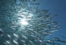 Для очистки Сырдарья от камышей и водяных растений нужно ввести в реку 300 тысяч рыбок