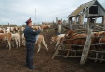 Двое жителей Исфары подозреваются в краже крупного рогатого скота