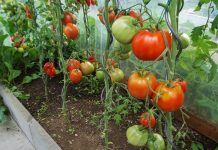 Рынки Согдийской области пополняются овощами из местных теплиц