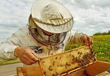 Пчеловоды Согдийской области намерены увеличить семейство пчёл до 100 тысяч.