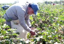 Раджаббой Ахмадзода собрал более 75 килограммов хлопка