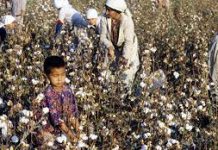 В Согде началась хлопкоуборочная кампания