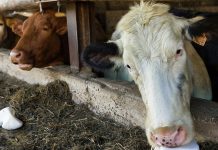Животноводы области увеличивают поголовье скота