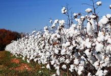 В Согде собрано более 90 тысяч тонн хлопка