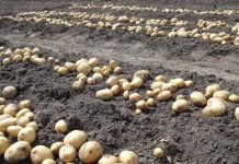Дехкане Деваштича намерены обеспечить рынки Согда картошкой