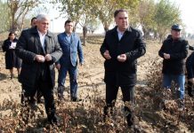 Мастчинские хлопкоробы отстают от прошлогоднего показателя