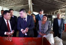 Канибадам: В первый день собрано 1000 кг кокона (ФОТО)