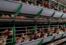 Еще одна птицефабрика заработает в Согде