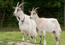 В Зафарабаде увеличат удой козьего молока