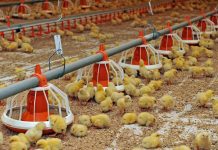 В Согдийской области заработает таджикско-узбекское СП по выращиванию цыплят