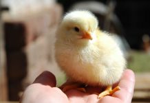 В Худжанде налажен выпуск бройлерных цыплят