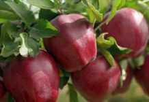 Яблоки могут подорожать из-за низкого урожая