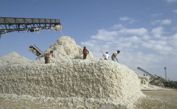 В Таджикистане собрали около 400 тысяч тонн хлопка в 2019 году
