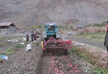 Горномастчинский район: Собрано более 80 тысяч тонн картошки