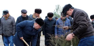 Территория махалли Чашмаи Арзана города Худжанда озеленена новыми саженцами декоративных и тенистых деревьев.
