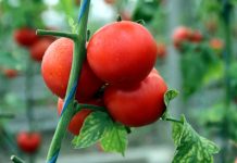 Свежие помидоры инновационном теплице