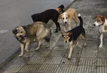 Канибадам: Факты укуса животных увеличились на 25 случаев