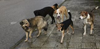 Канибадам: Факты укуса животных увеличились на 25 случаев