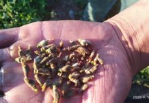 Мёртвый сезон: что беспокоит садоводов севера Таджикистана? (Фото)