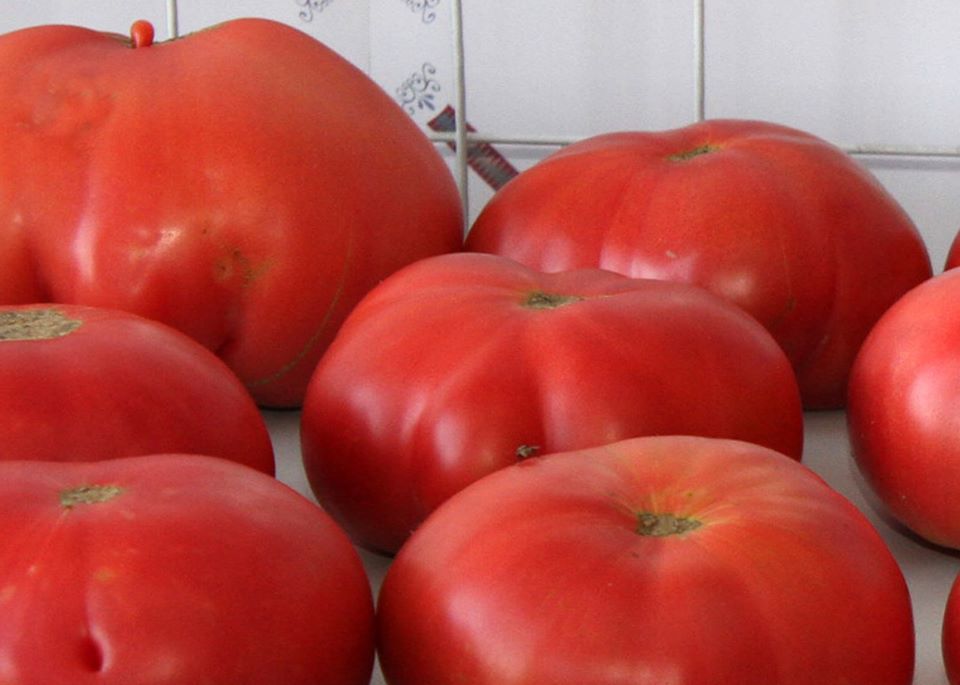 помидоры