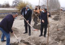 Улицы Исфары приукрасятся экзотической катальпой