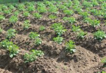 Деваштичский район: Лимитированная подача электричества повлияет на урожайность земель