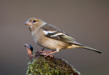 Жители Худжанда занимались незаконной охотой зябликов