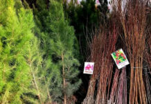 В Худжанде состоится ярмарка-продажа саженцев и цветов