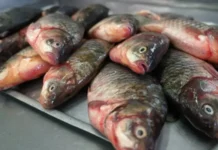 В «Таджикском море» задержаны браконьеры