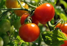 Более 560 тонн томатов собрали в теплицах Согда в прошедшем году