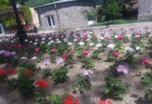 15 тысяч гераней украсили парк Камола Худжанди