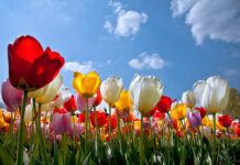 Худжанд — лучший город тюльпанов