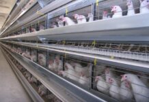 Мастча: отечественный предприниматель строит птицеферму