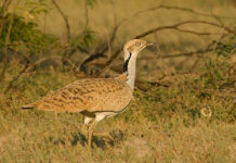 Дрофа стала «Птицей года-2025» в Таджикистане