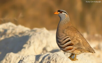 Пустынная куропатка стала «Птицей года – 2026» в Таджикистане