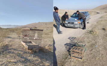 В Истаравшане задержаны двое жителей за незаконный отлов щеглов