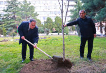 В Худжанде продолжается кампания по посадке деревьев