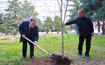 В Худжанде продолжается кампания по посадке деревьев