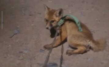 В Истаравшане выявили факт незаконного содержания диких животных
