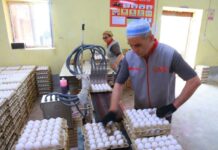Производство яиц в Согдийской области продолжает расти