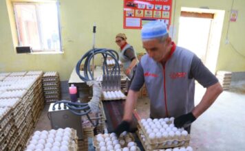 Производство яиц в Согдийской области продолжает расти